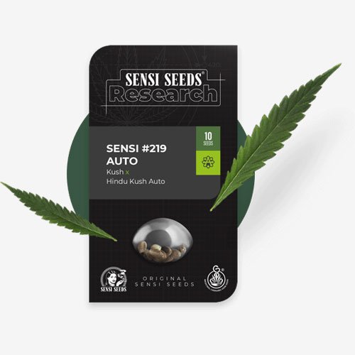 cannabis seed box