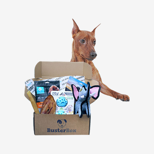 custom pet subscription boxes